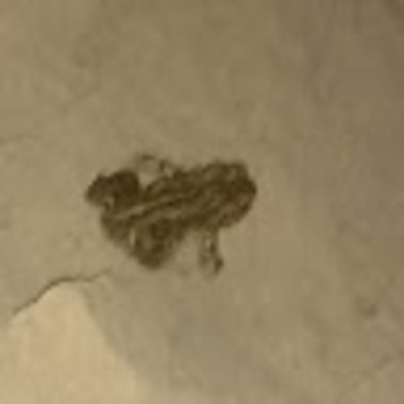 Meet your Posher, Daniel - Picture 1 of 1